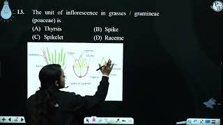 The unit of inflorescence in grasses  gramineae poaceae is [upl. by Airdnaed]