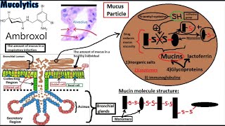 PHARMACOLOGY of EXPECTORANTS Secretion Enhancers and Mucolytics [upl. by Curt]