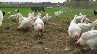 Mit Leidenschaft für Huhn und Ei  Doppelverdiener Landhuhn Projekt von Gut Herrmannsdorf [upl. by Florella]