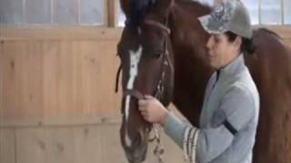 How to fit my Bitless Side Pull natural horsemanship [upl. by Aicileb397]