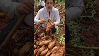 Yacon root harvest agricultural harvest potatoes yacon [upl. by Artimid279]