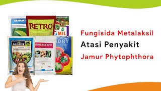 Fungisida Bahan Aktif Metalaksil Kendalikan Semua Penyakit Akibat Jamur Phytophthora [upl. by Nrobyalc]