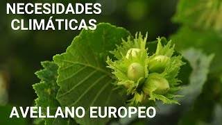 ðŸ‚ Clima para plantar AVELLANO EUROPEO Cultivo variedades BARCELONA y TONDA DI GIFFONI  ViLab [upl. by Ydnih]