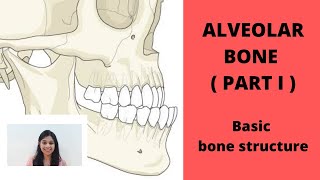 ALVEOLAR BONE  Part I  II Basic Structure Of Bone [upl. by Esmerelda]