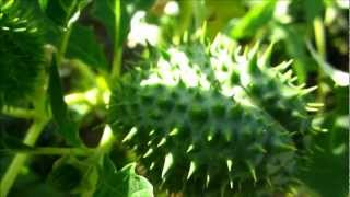 Jimson Weed Datura Stramonium  20121007 [upl. by Terrag]