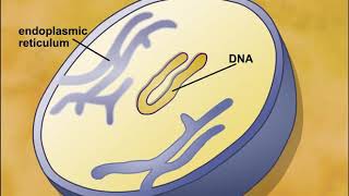 Endosymbiotic Theory of Eukaryotic Cells Origin [upl. by Aicaca]