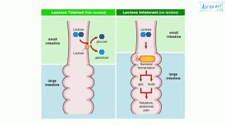 lactase persistence [upl. by Fogg]