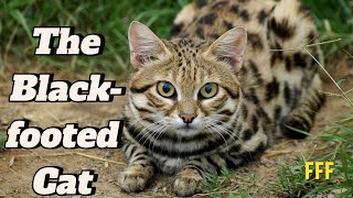 The Blackfooted Cat 🐈 [upl. by Mccollum]