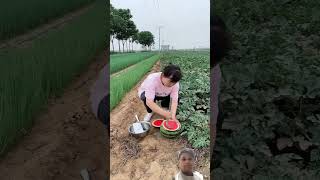 तरबूज चोरी करने का तरीका agriculture fruit satisfying ytshorts shorts shortvideos viralvideo [upl. by Dnomaid]