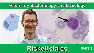 Rickettsiales Part 1  Veterinary Bacteriology and Mycology [upl. by Ateuqahs688]