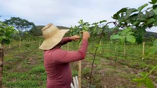 Poda y distancia de siembra en el cultivo de maracuya [upl. by Vtarj]