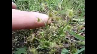 Drosera Peltata Foliosa [upl. by Medin]