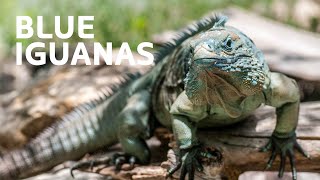 Resurrecting The Majestic Blue Iguana From Extinction [upl. by Tavish]