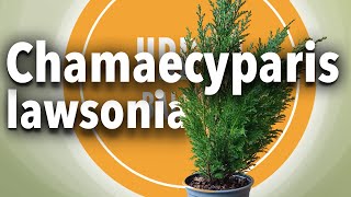 Starting a Chamaecyparis lawsoniana April 2022 [upl. by Gee]