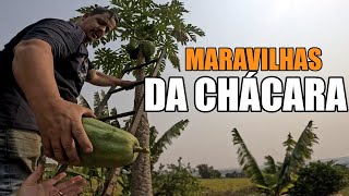 EITA COISA BOA FIZEMOS VARIAS COISAS NA CHÁCARA E COLHEMOS FRUTAS [upl. by Hawkins840]