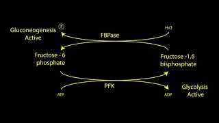 Allostery and PFK FBPase [upl. by Wessling574]