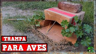 trampa con caja de cartón para palomas salvajes  birdtrap [upl. by Jordans822]