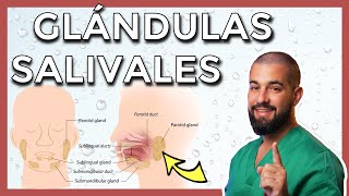 GLÁNDULAS SALIVALES mayores PARÓTIDA – SUBMANDIBULAR – SUBLINGUAL y sus conductos [upl. by Ecienahs]