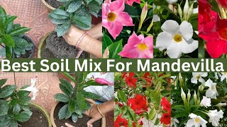 Mandevilla Repotting and Propagation All Care Tips In Nepali garden flower trending gardening [upl. by Aled]