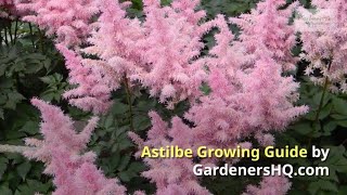 Astilbe Growing Guide by GardenersHQ [upl. by Feinleib]