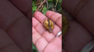 Dry Passiflora foetida picking pickingfruit passiflora fruitname fruitnamesforkids fruitpicker [upl. by Ydahs411]