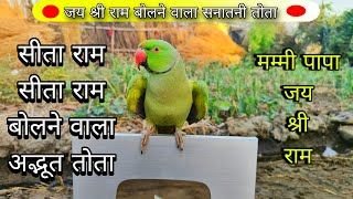 Parrot talking sita ram🚩सीता राम बोलने वाला मिट्ठू🦜parrot talking jay shree ram🚩जय श्री राम🙏🚩popat🦜 [upl. by Kalindi419]