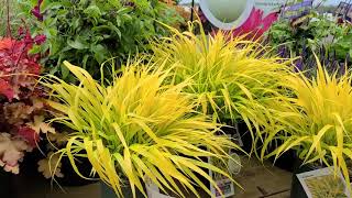 Hakonechloa All Gold Japanese Forest Grass  Best BRIGHT⚡️ Golden Colorful perennial grass [upl. by Concepcion781]