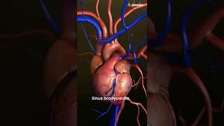 Understanding Sinus Bradycardia What Does a Slow Heartbeat Mean [upl. by Naot293]