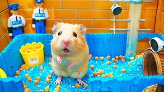 Hamster Escape the Pop It Maze for Pets in Real Life 🐹 Hamster Maze [upl. by Audsley499]