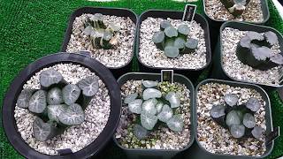 【多肉植物】万象天照ほかハオルチア！Haworthia maughanii Amaterasu！succulents ビザールプランツ [upl. by Aikar]