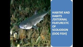 Scoliodon Dog Fish  Habitat Habit External Feature in Hindi [upl. by Kamp]