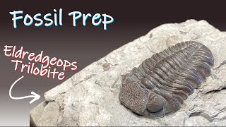 Fossil Preparation  Eldredgeops rana crassituberculata Trilobite [upl. by Josiah]