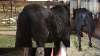 Starved Horse Rehabilitation Diet Feat HARPS rescue quotBearquot [upl. by Netsyrc]