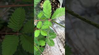 Mimosa Pudica  Sensitive Plant plants greenhouse plantcollection [upl. by Ennoval]