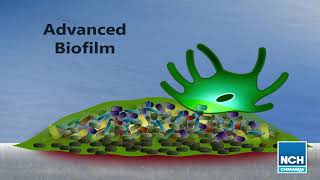 How Biofilms Form [upl. by Aicelaf]