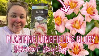 1 Year Update on Bare Root Daylilies Plus planting Longfields Glory Daylily roots [upl. by Brandea]