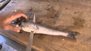 How to fillet a Whiting [upl. by Lucila695]