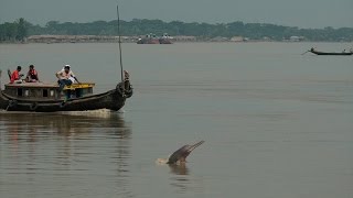 Shushuk Our Rivers and Mankind শুশুক নদী এবং আমরা [upl. by Sergius733]