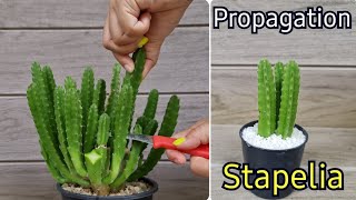 How To Grow Stapelia Gigantea From Cutting l Starfish Cactus Propagation Best amp Easy [upl. by Nacul]