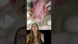 What is an AXOLOTL Crazy endangered species EXPLAINED animalfacts [upl. by Anneuq229]