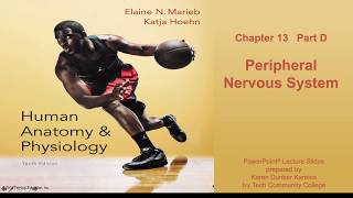 Anatomy and Physiology Chapter 13 Part D lecture Peripheral Nervous System [upl. by Ahpla]