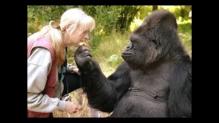 The Fascinating World of Bonobo Love Secrets Revealed [upl. by Ludovico]