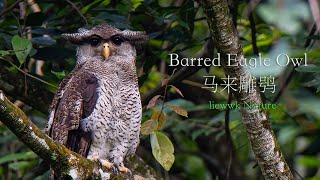 Calling Barred Eagle Owl 马来雕鸮 馬來雕鴞Bubo sumatranus マレーワシミミズク [upl. by Aissyla]