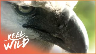 The Amazing Harpy Eagle  Animal River Challenge  Real Wild [upl. by Novaj269]