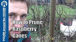 How to prune raspberries raspberry canes raspberry bushes for DIY gardening enthusiasts [upl. by Eihtur]