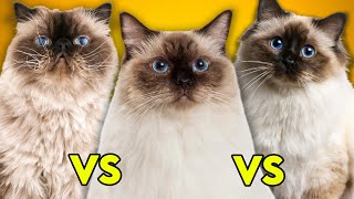 Ragdoll Cat Vs Birman Cat Vs Himalayan Cat Ultimate Guide To Identify Them [upl. by Freida]