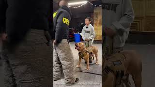 Un Chien Militaire Montre Ses Compétences 🤯 expliqué [upl. by Ark]