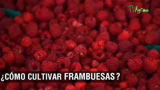 Cómo cultivar frambuesas  TvAgro por Juan Gonzalo Angel Restrepo [upl. by Weiman]