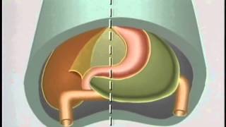 Embryological Development of GastroIntestinal Tract  ACLAND [upl. by Atinreb]