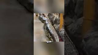 ¿Mascota serpiente pitón ¡Debes ver esto primero 🐍😱 [upl. by Recor88]